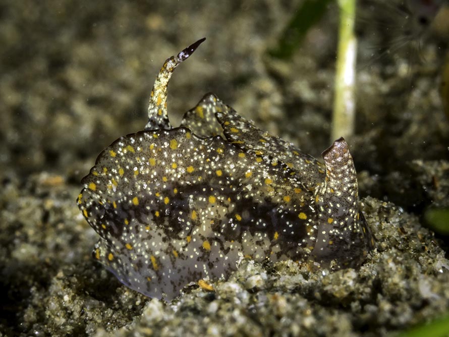 Gastropteron bicornutum